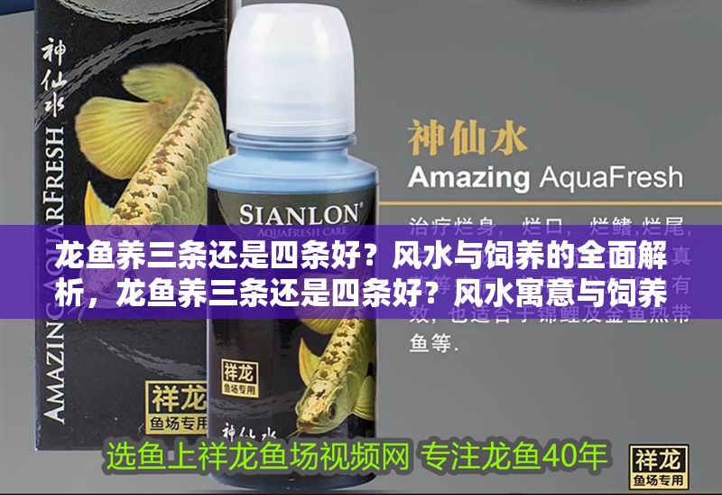龍魚養三條還是四條好？風水與飼養的全面解析，龍魚養三條還是四條好？風水寓意與飼養要點全解析，龍魚養三條還是四條好？風水寓意與飼養要點全解析