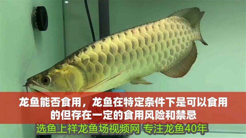 龍魚能否食用，龍魚在特定條件下是可以食用的但存在一定的食用風險和禁忌