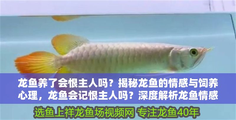 龍魚養(yǎng)了會恨主人嗎？揭秘龍魚的情感與飼養(yǎng)心理，龍魚會記恨主人嗎？深度解析龍魚情感與飼養(yǎng)關(guān)系，龍魚會記恨主人嗎？深度解析龍魚情感與飼養(yǎng)關(guān)系
