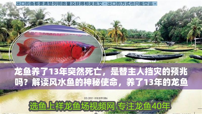 龍魚養了13年突然死亡，是替主人擋災的預兆嗎？解讀風水魚的神秘使命，養了13年的龍魚突然死亡，真是替主人擋災嗎？揭秘風水魚的神秘使命，養了13年的龍魚突然死亡，真是替主人擋災嗎？揭秘風水魚的神秘使命 龍魚養了13年突然死亡，是替主人擋災的預兆嗎？解讀風水魚的神秘使命，養了13年的龍魚突然死亡，真是替主人擋災嗎？揭秘風水魚的神秘使命，養了13年的龍魚突然死亡，真是替主人擋災嗎？揭秘風水魚的神秘使命 龍魚百科 第1張