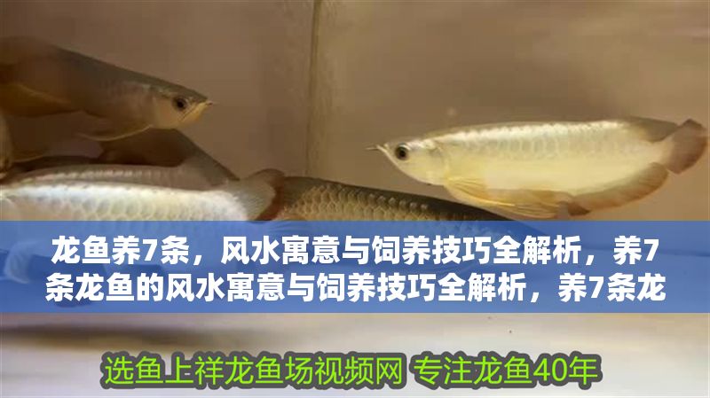 龍魚養(yǎng)7條，風(fēng)水寓意與飼養(yǎng)技巧全解析，養(yǎng)7條龍魚的風(fēng)水寓意與飼養(yǎng)技巧全解析，養(yǎng)7條龍魚的風(fēng)水寓意與飼養(yǎng)技巧全解析 龍魚養(yǎng)7條，風(fēng)水寓意與飼養(yǎng)技巧全解析，養(yǎng)7條龍魚的風(fēng)水寓意與飼養(yǎng)技巧全解析，養(yǎng)7條龍魚的風(fēng)水寓意與飼養(yǎng)技巧全解析 龍魚百科 第1張