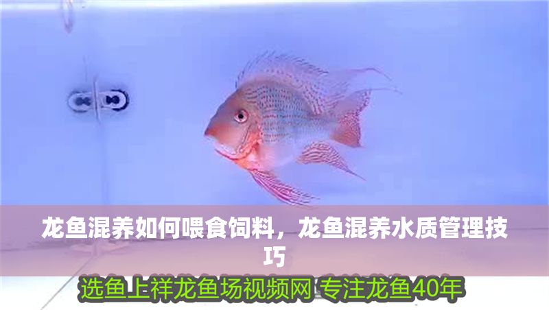 龍魚混養如何喂食飼料，龍魚混養水質管理技巧