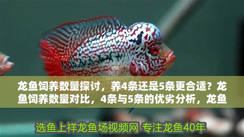 龍魚飼養(yǎng)數(shù)量探討，養(yǎng)4條還是5條更合適？龍魚飼養(yǎng)數(shù)量對比，4條與5條的優(yōu)劣分析，龍魚飼養(yǎng)數(shù)量對比，4條與5條的優(yōu)劣分析