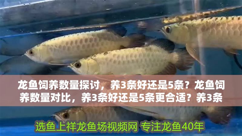 龍魚飼養(yǎng)數(shù)量探討，養(yǎng)3條好還是5條？龍魚飼養(yǎng)數(shù)量對比，養(yǎng)3條好還是5條更合適？養(yǎng)3條還是5條龍魚？最佳飼養(yǎng)數(shù)量對比解析