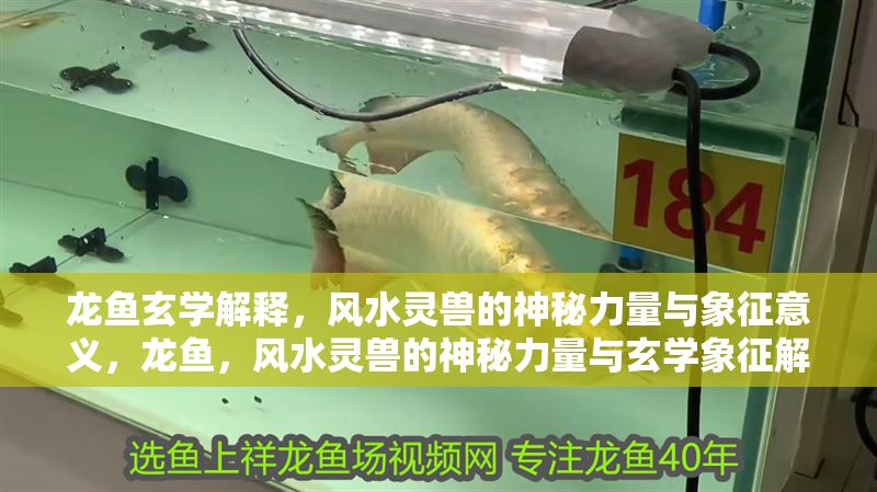 龍魚玄學解釋,風水靈獸的神秘力量與象征意義,龍魚,風水靈獸的神秘力量與玄學象征解析,龍魚,風水靈獸的神秘力量與玄學象征解析 龍魚百科 第1張 龍魚玄學解釋,風水靈獸的神秘力量與象征意義,龍魚,風水靈獸的神秘力量與玄學象征解析,龍魚,風水靈獸的神秘力量與玄學象征解析 龍魚玄學解釋,風水靈獸的神秘力量與象征意義,龍魚,風水靈獸的神秘力量與玄學象征解析,龍魚,風水靈獸的神秘力量與玄學象征解析 龍魚百科 第1張