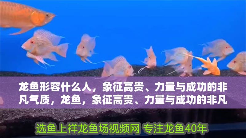 龍魚形容什么人，象征高貴、力量與成功的非凡氣質，龍魚，象征高貴、力量與成功的非凡氣質，龍魚，象征高貴、力量與成功的非凡氣質