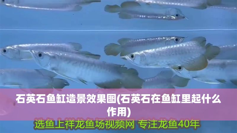 石英石魚缸造景效果圖(石英石在魚缸里起什么作用) 石英石魚缸造景效果圖(石英石在魚缸里起什么作用) 龍魚百科 第1張