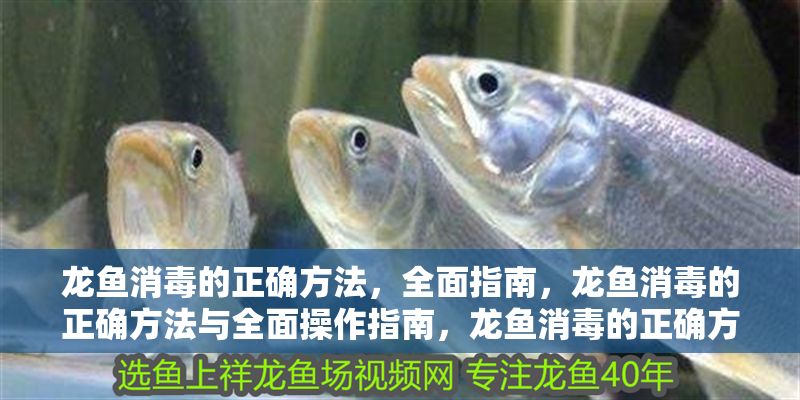 龍魚消毒的正確方法，全面指南，龍魚消毒的正確方法與全面操作指南，龍魚消毒的正確方法與全面操作指南
