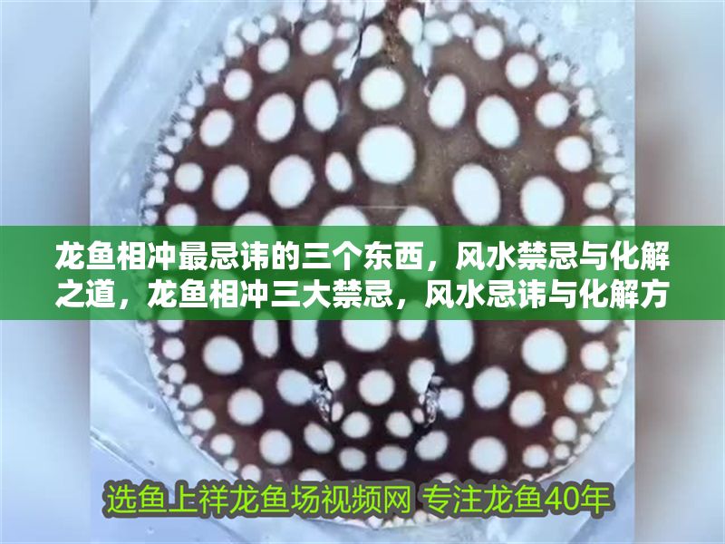 龍魚相沖最忌諱的三個東西,風水禁忌與化解之道,龍魚相沖三大禁忌,風水忌諱與化解方法全解析,龍魚相沖三大風水禁忌與化解方法全解析 龍魚百科 第1張 龍魚相沖最忌諱的三個東西,風水禁忌與化解之道,龍魚相沖三大禁忌,風水忌諱與化解方法全解析,龍魚相沖三大風水禁忌與化解方法全解析 龍魚相沖最忌諱的三個東西,風水禁忌與化解之道,龍魚相沖三大禁忌,風水忌諱與化解方法全解析,龍魚相沖三大風水禁忌與化解方法全解析 龍魚百科 第1張