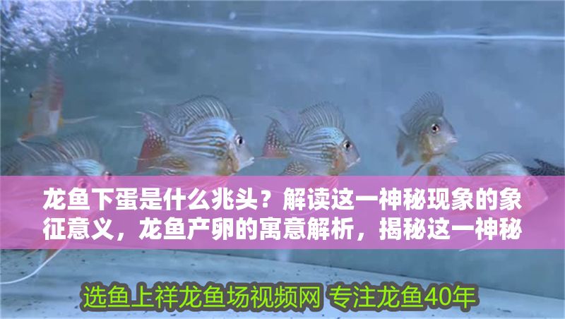 龍魚下蛋是什么兆頭？解讀這一神秘現象的象征意義，龍魚產卵的寓意解析，揭秘這一神秘現象的象征意義，龍魚產卵的寓意解析，揭秘這一神秘現象的象征意義