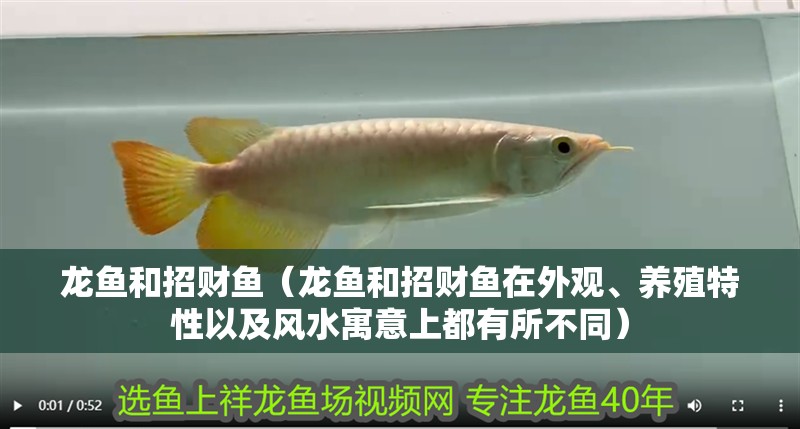 龍魚和招財魚（龍魚和招財魚在外觀、養殖特性以及風水寓意上都有所不同）