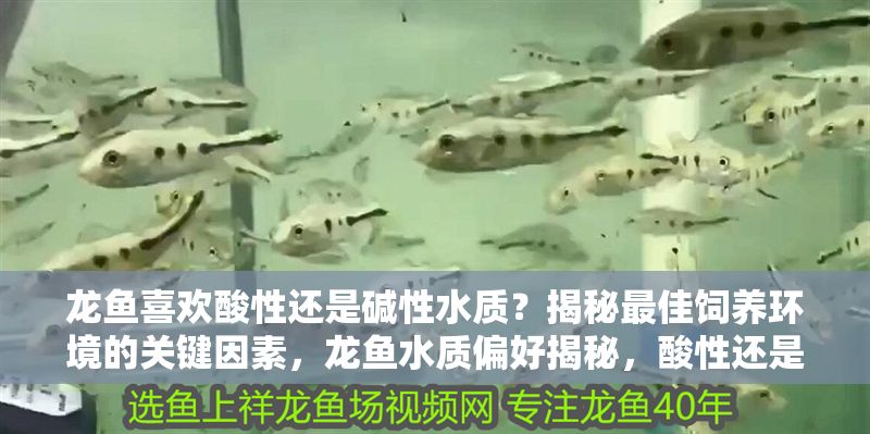 龍魚喜歡酸性還是堿性水質？揭秘最佳飼養環境的關鍵因素，龍魚水質偏好揭秘，酸性還是堿性更利于健康生長？龍魚水質偏好揭秘，酸性還是堿性更利于健康生長？