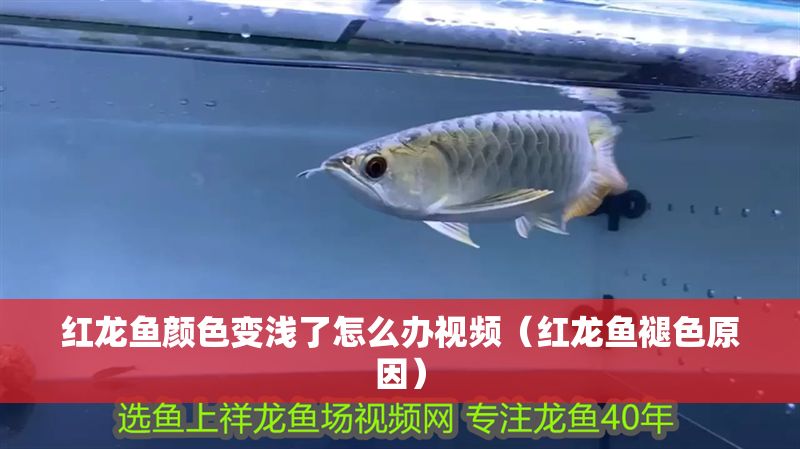 紅龍魚顏色變淺了怎么辦視頻（紅龍魚褪色原因）