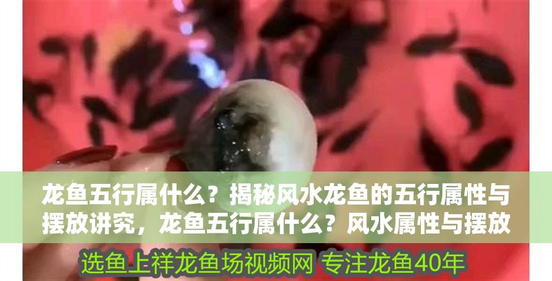 龍魚五行屬什么？揭秘風(fēng)水龍魚的五行屬性與擺放講究，龍魚五行屬什么？風(fēng)水屬性與擺放禁忌全解析，龍魚五行屬什么？風(fēng)水屬性與擺放禁忌全解析