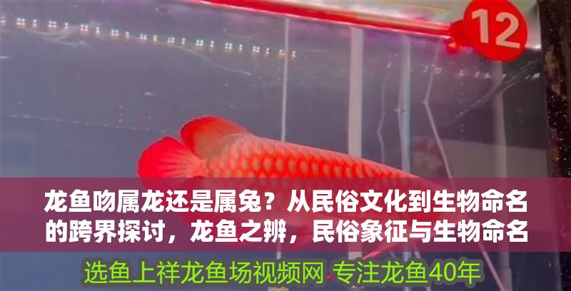 龍魚吻屬龍還是屬兔？從民俗文化到生物命名的跨界探討，龍魚之辨，民俗象征與生物命名的文化碰撞，龍魚之辨，民俗象征與生物命名的文化碰撞