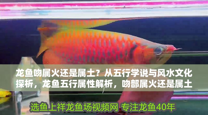 龍魚吻屬火還是屬土？從五行學說與風水文化探析，龍魚五行屬性解析，吻部屬火還是屬土的風水考據，龍魚吻部五行屬性考，風水學中的火土之爭解析