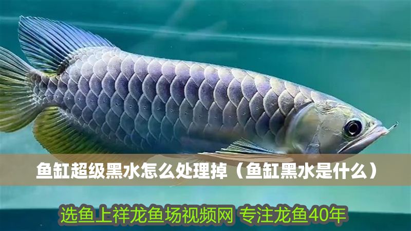 魚缸超級黑水怎么處理掉（魚缸黑水是什么）