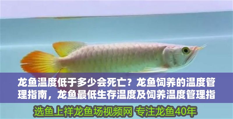 龍魚溫度低于多少會死亡？龍魚飼養的溫度管理指南，龍魚最低生存溫度及飼養溫度管理指南，龍魚最低生存溫度及飼養溫度管理指南