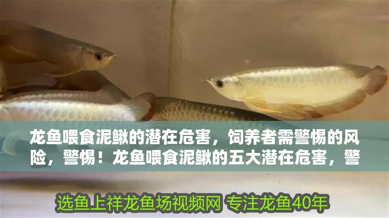 龍魚喂食泥鰍的潛在危害，飼養者需警惕的風險，警惕！龍魚喂食泥鰍的五大潛在危害，警惕！龍魚喂食泥鰍的五大潛在危害