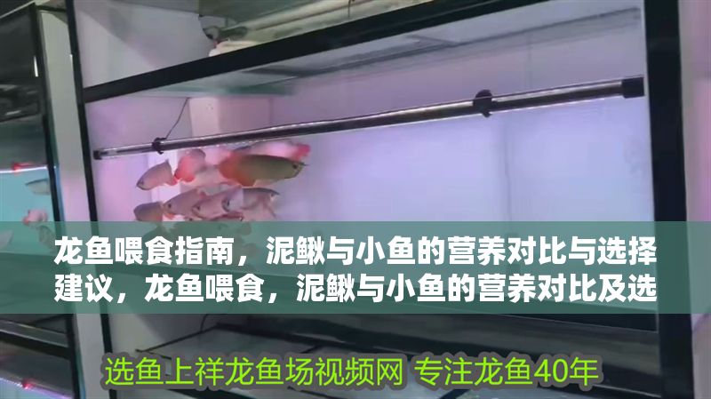 龍魚喂食指南，泥鰍與小魚的營養對比與選擇建議，龍魚喂食，泥鰍與小魚的營養對比及選擇建議，龍魚喂食指南，泥鰍與小魚的營養對比及選擇建議