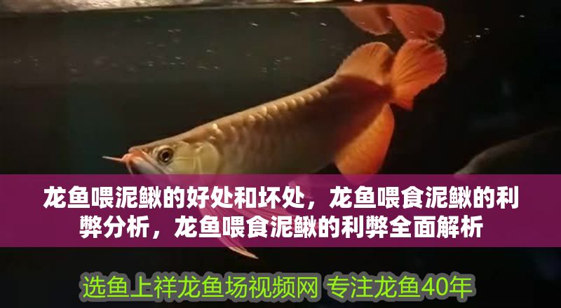 龍魚喂泥鰍的好處和壞處，龍魚喂食泥鰍的利弊分析，龍魚喂食泥鰍的利弊全面解析