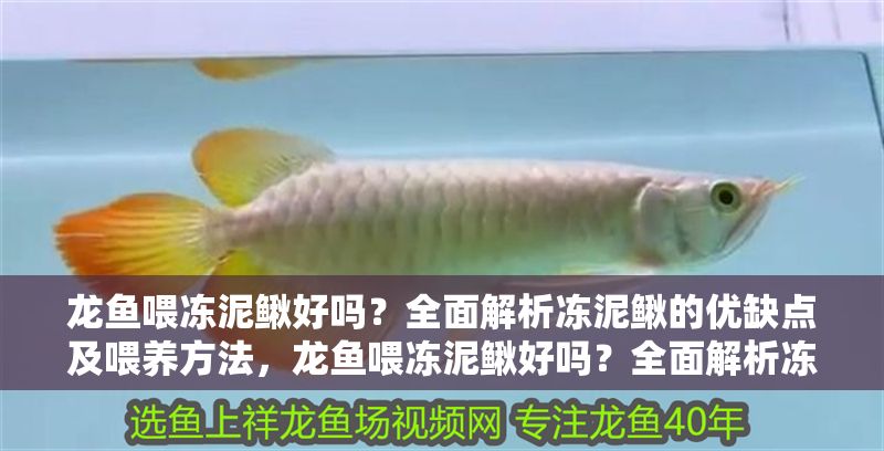 龍魚喂凍泥鰍好嗎？全面解析凍泥鰍的優(yōu)缺點(diǎn)及喂養(yǎng)方法，龍魚喂凍泥鰍好嗎？全面解析凍泥鰍的優(yōu)缺點(diǎn)及喂養(yǎng)方法，龍魚喂凍泥鰍的優(yōu)缺點(diǎn)及科學(xué)喂養(yǎng)方法全解析 龍魚喂凍泥鰍好嗎？全面解析凍泥鰍的優(yōu)缺點(diǎn)及喂養(yǎng)方法，龍魚喂凍泥鰍好嗎？全面解析凍泥鰍的優(yōu)缺點(diǎn)及喂養(yǎng)方法，龍魚喂凍泥鰍的優(yōu)缺點(diǎn)及科學(xué)喂養(yǎng)方法全解析 龍魚百科 第1張