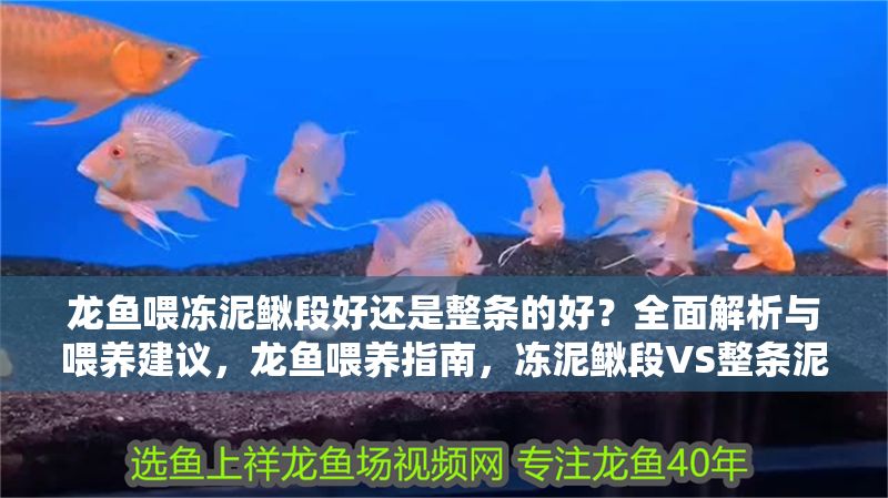 龍魚喂凍泥鰍段好還是整條的好？全面解析與喂養建議，龍魚喂養指南，凍泥鰍段VS整條泥鰍，哪種更好？凍泥鰍段VS整條泥鰍，龍魚喂養最佳選擇解析