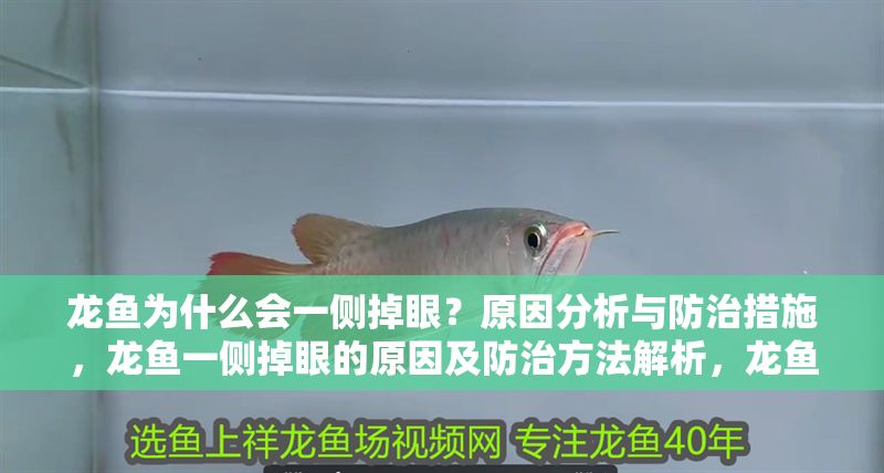 龍魚為什么會一側掉眼？原因分析與防治措施，龍魚一側掉眼的原因及防治方法解析，龍魚單側掉眼的原因及防治方法全解析