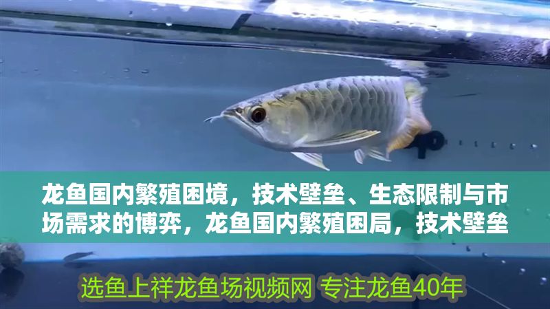 龍魚國內(nèi)繁殖困境，技術(shù)壁壘、生態(tài)限制與市場需求的博弈，龍魚國內(nèi)繁殖困局，技術(shù)壁壘、生態(tài)限制與市場需求的三重挑戰(zhàn)，龍魚國內(nèi)繁殖困局，技術(shù)壁壘、生態(tài)限制與市場需求的三重挑戰(zhàn)