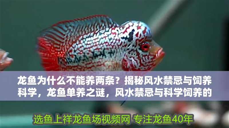龍魚為什么不能養(yǎng)兩條？揭秘風(fēng)水禁忌與飼養(yǎng)科學(xué)，龍魚單養(yǎng)之謎，風(fēng)水禁忌與科學(xué)飼養(yǎng)的雙重解讀，龍魚單養(yǎng)之謎，風(fēng)水禁忌與科學(xué)飼養(yǎng)的雙重解讀