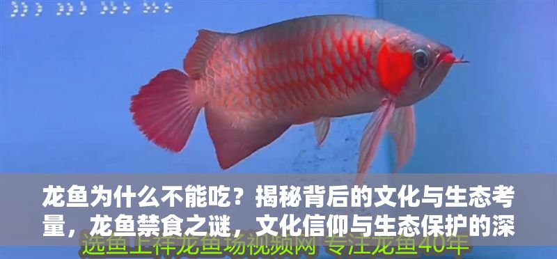 龍魚(yú)為什么不能吃？揭秘背后的文化與生態(tài)考量，龍魚(yú)禁食之謎，文化信仰與生態(tài)保護(hù)的深層解析，龍魚(yú)禁食之謎，文化信仰與生態(tài)保護(hù)的深層解析