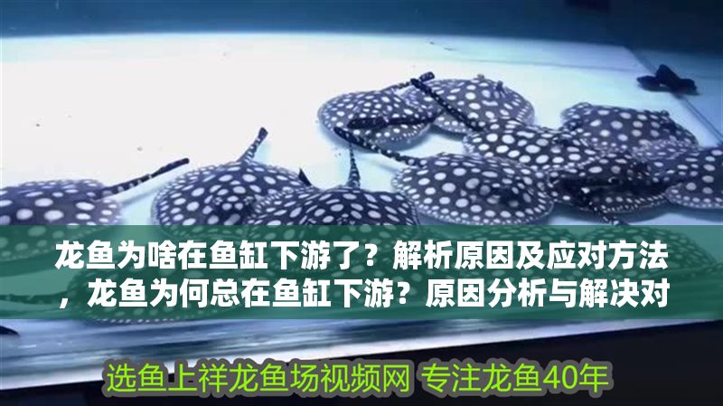 龍魚為啥在魚缸下游了？解析原因及應對方法，龍魚為何總在魚缸下游？原因分析與解決對策，龍魚總在魚缸下游？原因解析與應對策略全指南