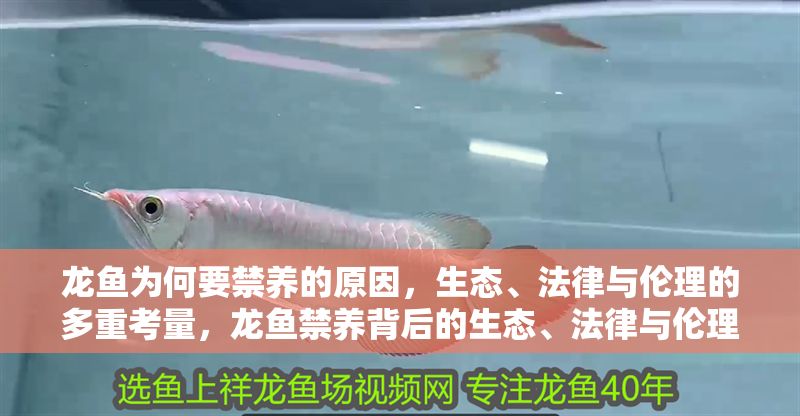 龍魚為何要禁養的原因，生態、法律與倫理的多重考量，龍魚禁養背后的生態、法律與倫理三重困境，龍魚禁養背后的生態、法律與倫理三重困境