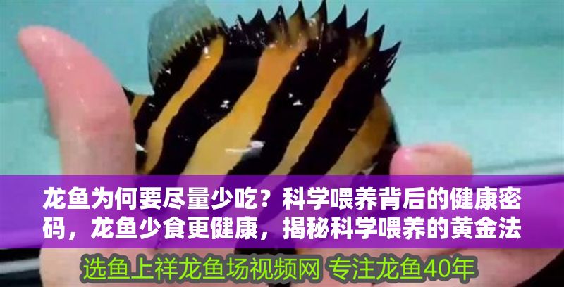 龍魚為何要盡量少吃？科學喂養背后的健康密碼，龍魚少食更健康，揭秘科學喂養的黃金法則，龍魚少食更健康，揭秘科學喂養的黃金法則