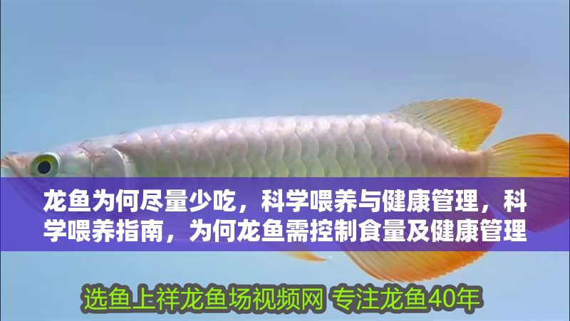 龍魚為何盡量少吃,科學喂養與健康管理,科學喂養指南,為何龍魚需控制食量及健康管理要點,科學喂養指南,龍魚為何需控制食量及健康管理要點 龍魚百科 第1張 龍魚為何盡量少吃,科學喂養與健康管理,科學喂養指南,為何龍魚需控制食量及健康管理要點,科學喂養指南,龍魚為何需控制食量及健康管理要點 龍魚為何盡量少吃,科學喂養與健康管理,科學喂養指南,為何龍魚需控制食量及健康管理要點,科學喂養指南,龍魚為何需控制食量及健康管理要點 龍魚百科 第1張