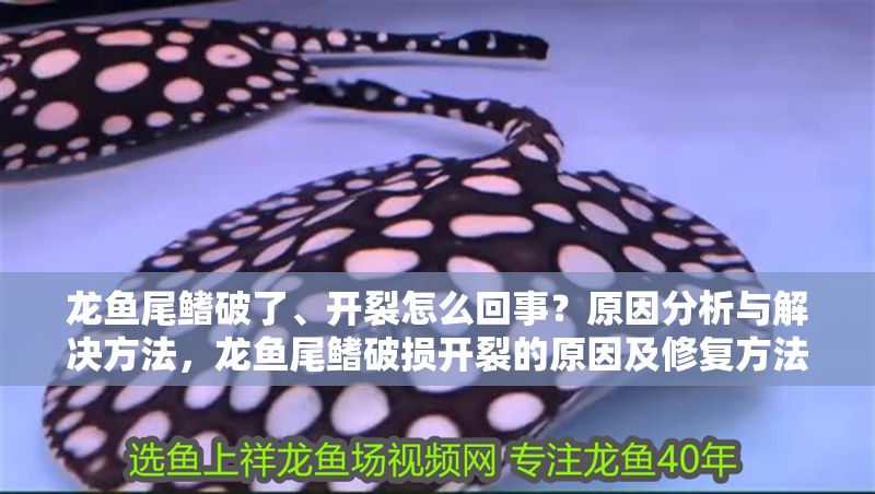 龍魚尾鰭破了、開裂怎么回事？原因分析與解決方法，龍魚尾鰭破損開裂的原因及修復(fù)方法全解析，龍魚尾鰭破損開裂的原因及修復(fù)方法全解析