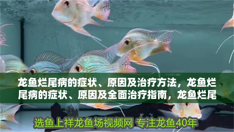 龍魚爛尾病的癥狀、原因及治療方法，龍魚爛尾病的癥狀、原因及全面治療指南，龍魚爛尾病的癥狀、原因及全面治療指南 龍魚爛尾病的癥狀、原因及治療方法，龍魚爛尾病的癥狀、原因及全面治療指南，龍魚爛尾病的癥狀、原因及全面治療指南 龍魚百科 第1張