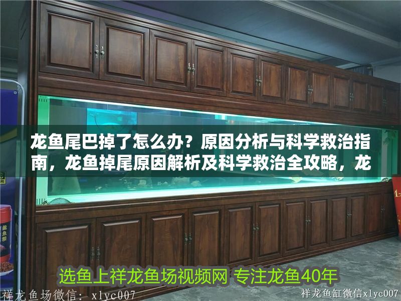 龍魚尾巴掉了怎么辦？原因分析與科學救治指南，龍魚掉尾原因解析及科學救治全攻略，龍魚掉尾原因解析及科學救治全攻略