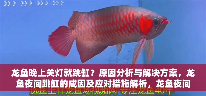 龍魚晚上關燈就跳缸？原因分析與解決方案，龍魚夜間跳缸的成因及應對措施解析，龍魚夜間跳缸原因與解決對策全解析