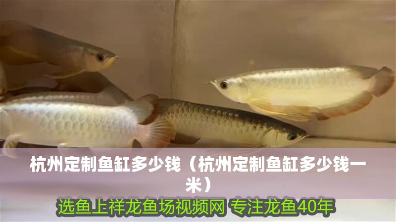 杭州定制魚缸多少錢（杭州定制魚缸多少錢一米）