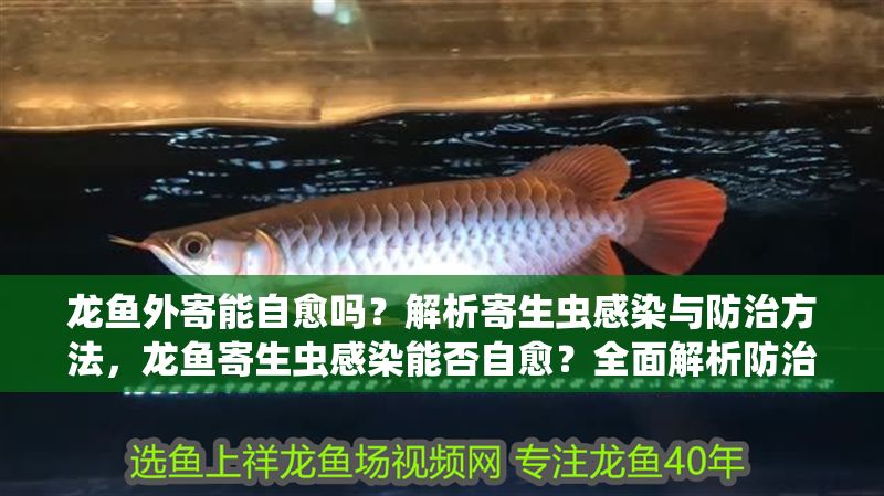 龍魚外寄能自愈嗎？解析寄生蟲感染與防治方法，龍魚寄生蟲感染能否自愈？全面解析防治方法與應對措施，龍魚寄生蟲感染能否自愈？全面解析防治方法與應對措施