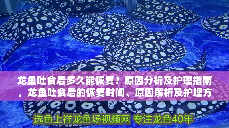 龍魚吐食后多久能恢復(fù)？原因分析及護(hù)理指南，龍魚吐食后的恢復(fù)時(shí)間、原因解析及護(hù)理方法，龍魚吐食后的恢復(fù)時(shí)間、原因解析及護(hù)理方法 龍魚吐食后多久能恢復(fù)？原因分析及護(hù)理指南，龍魚吐食后的恢復(fù)時(shí)間、原因解析及護(hù)理方法，龍魚吐食后的恢復(fù)時(shí)間、原因解析及護(hù)理方法 龍魚百科 第1張