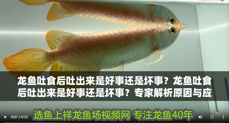 龍魚吐食后吐出來是好事還是壞事？龍魚吐食后吐出來是好事還是壞事？專家解析原因與應對方法，龍魚吐食是好事還是壞事？專家解析原因與應對方法