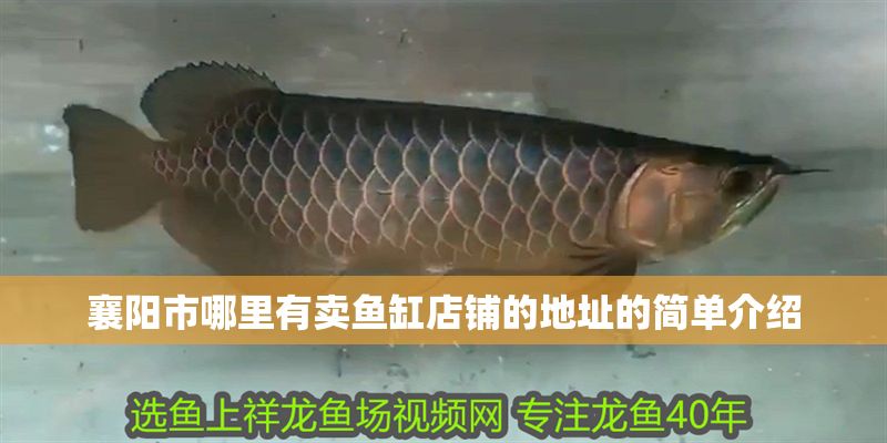 襄陽市哪里有賣魚缸店鋪的地址的簡單介紹