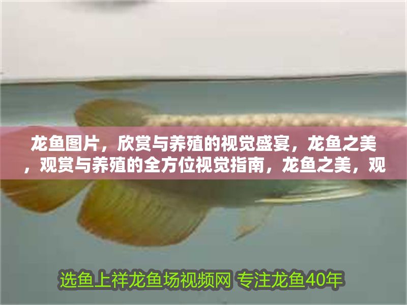 龍魚圖片，欣賞與養殖的視覺盛宴，龍魚之美，觀賞與養殖的全方位視覺指南，龍魚之美，觀賞與養殖的全方位視覺指南