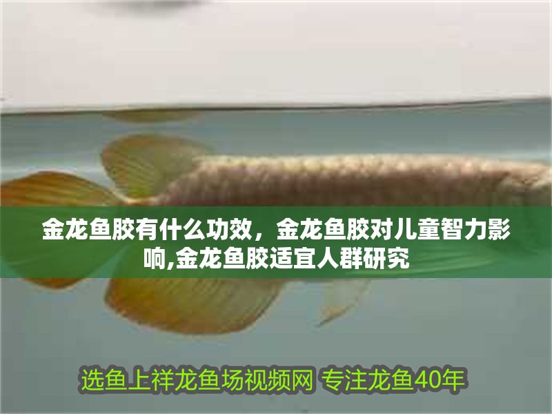 金龍魚膠有什么功效，金龍魚膠對兒童智力影響,金龍魚膠適宜人群研究