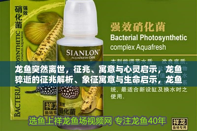 龍魚突然離世，征兆、寓意與心靈啟示，龍魚猝逝的征兆解析、象征寓意與生命啟示，龍魚猝逝的征兆解析、象征寓意與生命啟示 龍魚突然離世，征兆、寓意與心靈啟示，龍魚猝逝的征兆解析、象征寓意與生命啟示，龍魚猝逝的征兆解析、象征寓意與生命啟示 龍魚百科 第1張