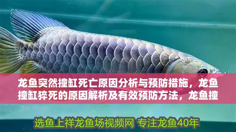 龍魚突然撞缸死亡原因分析與預防措施，龍魚撞缸猝死的原因解析及有效預防方法，龍魚撞缸猝死原因解析與科學預防指南 龍魚突然撞缸死亡原因分析與預防措施，龍魚撞缸猝死的原因解析及有效預防方法，龍魚撞缸猝死原因解析與科學預防指南 龍魚百科 第1張