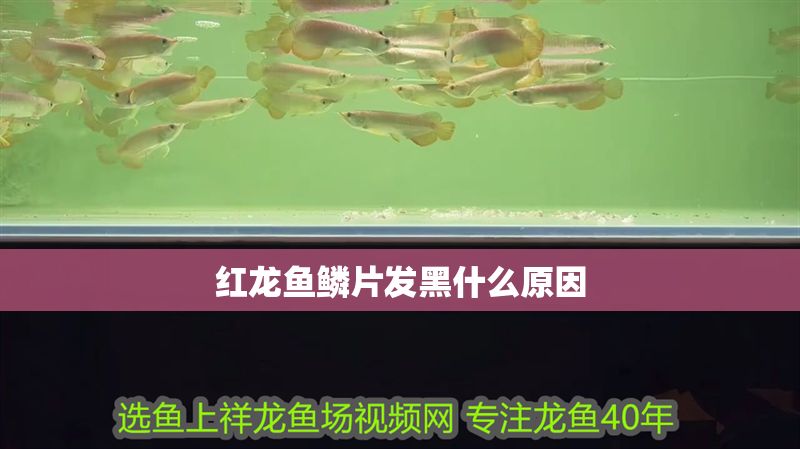 紅龍魚鱗片發黑什么原因