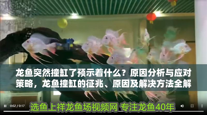 龍魚突然撞缸了預示著什么？原因分析與應對策略，龍魚撞缸的征兆、原因及解決方法全解析，龍魚撞缸的征兆、原因及解決方法全解析